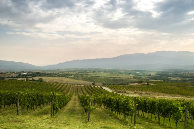 Thracian Bulgarian Vineyards