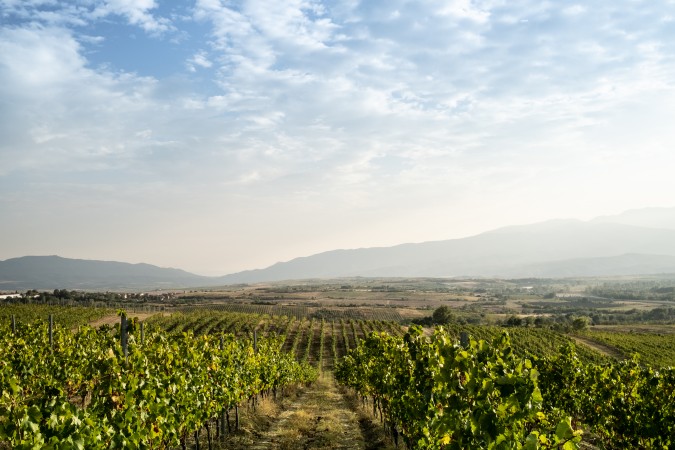 Thracian Bulgarian Vineyards